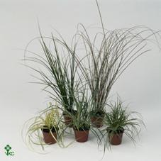 Carex brunnea Jubilo