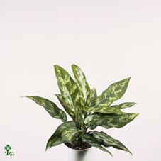 Aglaonema  Toms Pride