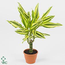 Dracaena fra. Cintho