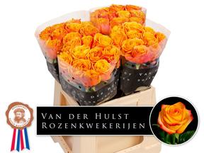 Rosa gr heliana orange