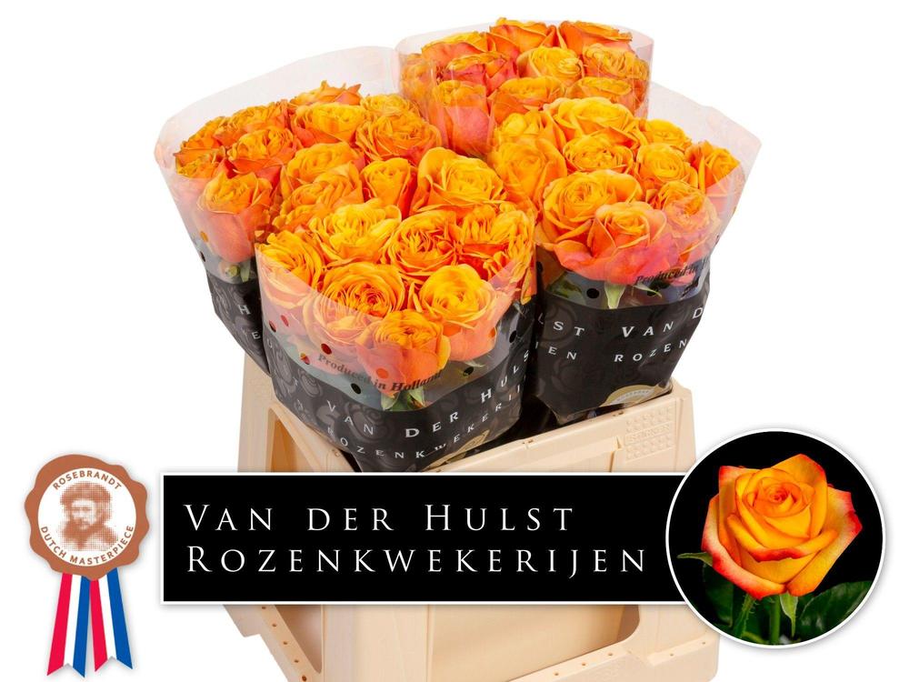 Rosa gr heliana orange