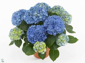 Hydrangea marcr. Elfy 3+