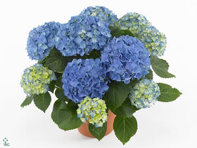 Hydrangea marcr. Elfy 3+