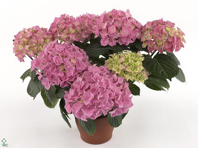 Hydrangea red