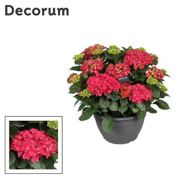 Hydrangea red