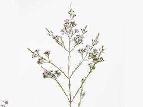 Chamelaucium dancing queen