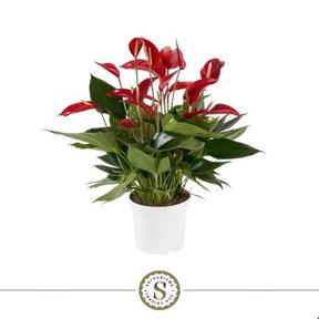Anthurium Banderola Roja