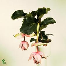 Medinilla Dolce Rosa 1+