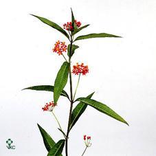 Asclepias serenade
