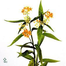 Asclepias silky gold