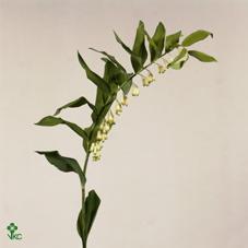 Polygonatum multiflorum