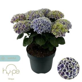 Hydrangea macr. Diva Fiore 10+