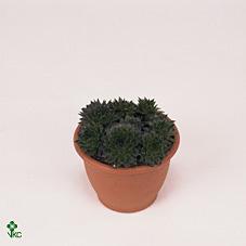 Sempervivum arachnoideum