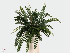 Pellaea atropurpurea