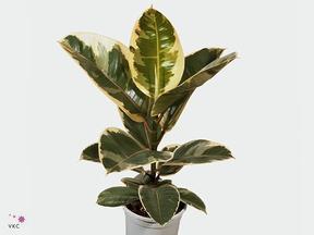 Ficus el. Shivereana kmen