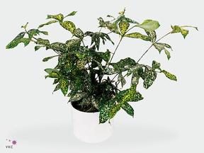 Dracaena godseffiana