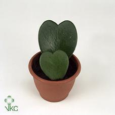 Hoya kerrii 