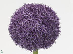 Allium globemaster