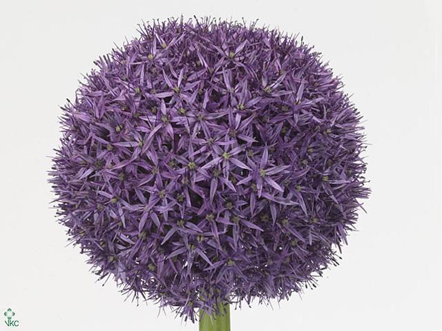 Allium globemaster