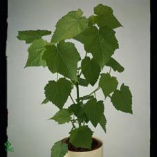Sparmannia africana 2PP