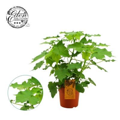 Sparmannia africana 2PP
