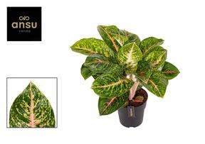 Aglaonema Spring Red