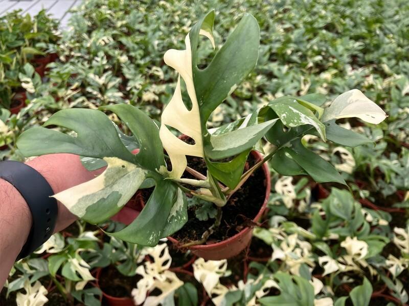 Monstera Tetrasperma Variegata