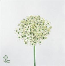 Allium nigrum