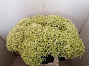 Hydrangea bella ragazza