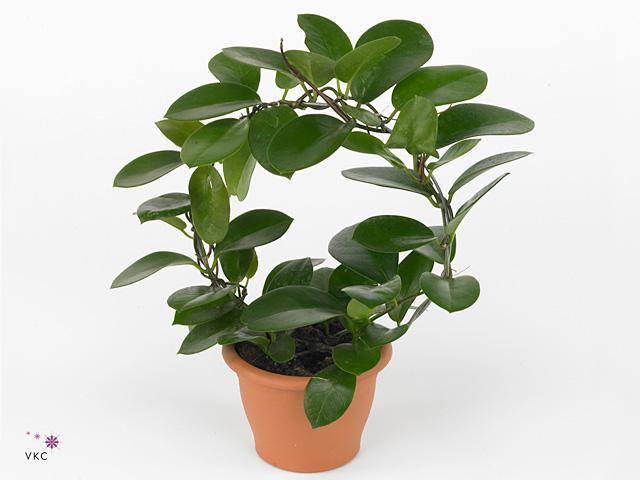 Hoya