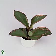 Peperomia Vanilla