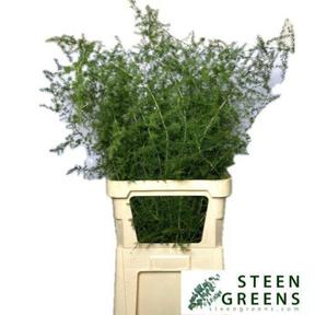 Zeleň - asparagus acutifolius