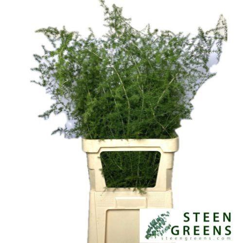 Zeleň - asparagus acutifolius