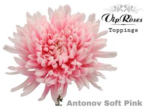 Chrys gp antonov soft pink