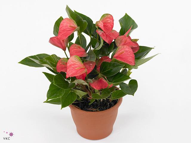 Anthurium Smaragd 5+
