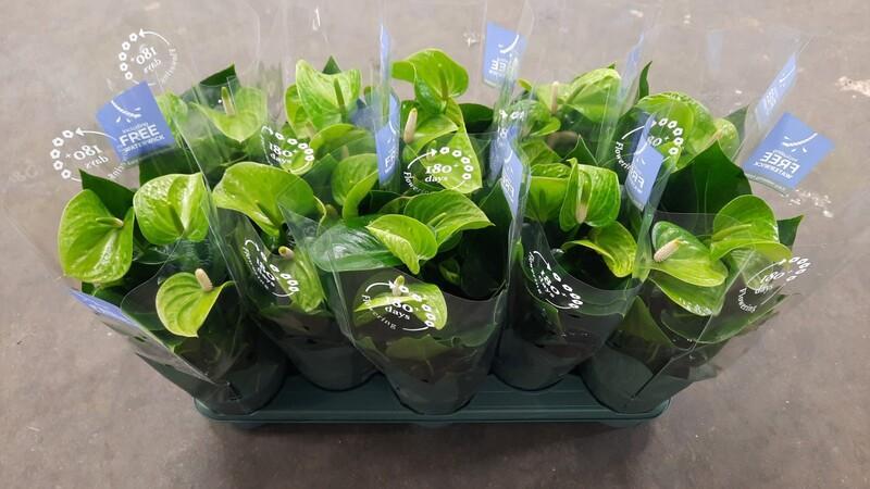 Anthurium Smaragd 5+