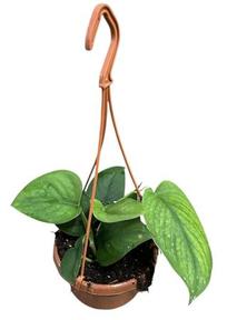 Scindapsus Jade Satin