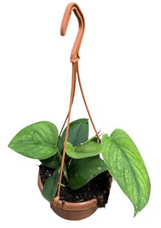 Scindapsus Jade Satin