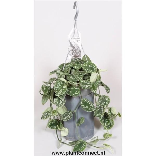 Scindapsus officinalis