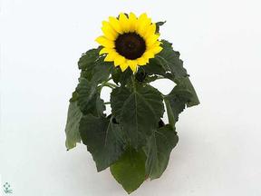 Helianthus CZ