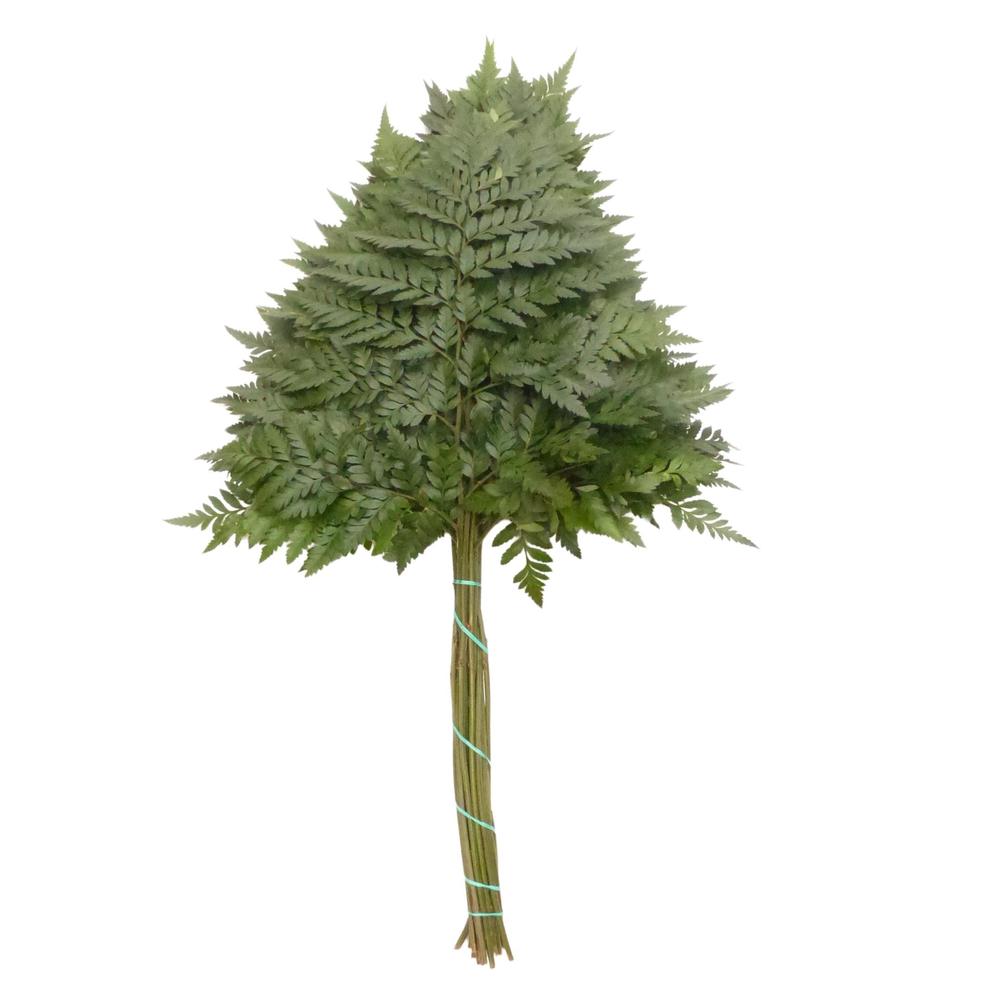 Zeleň - rumora super DIRECT (esp) bal.