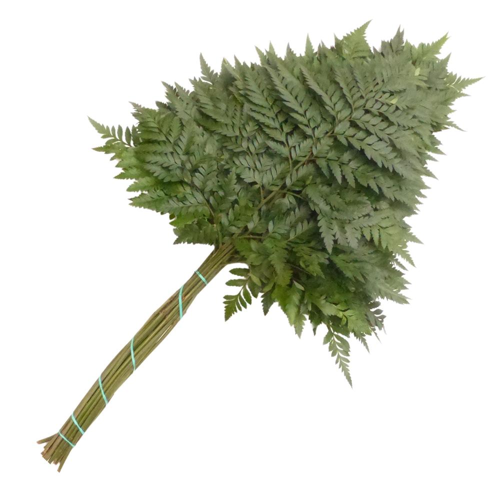 Zeleň - rumora super DIRECT (esp) bal.