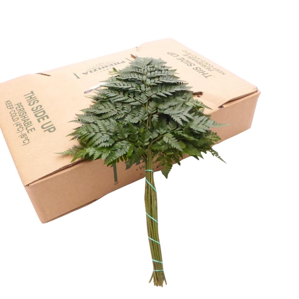 Zeleň - rumora velká golden DIRECT (esp) bal.