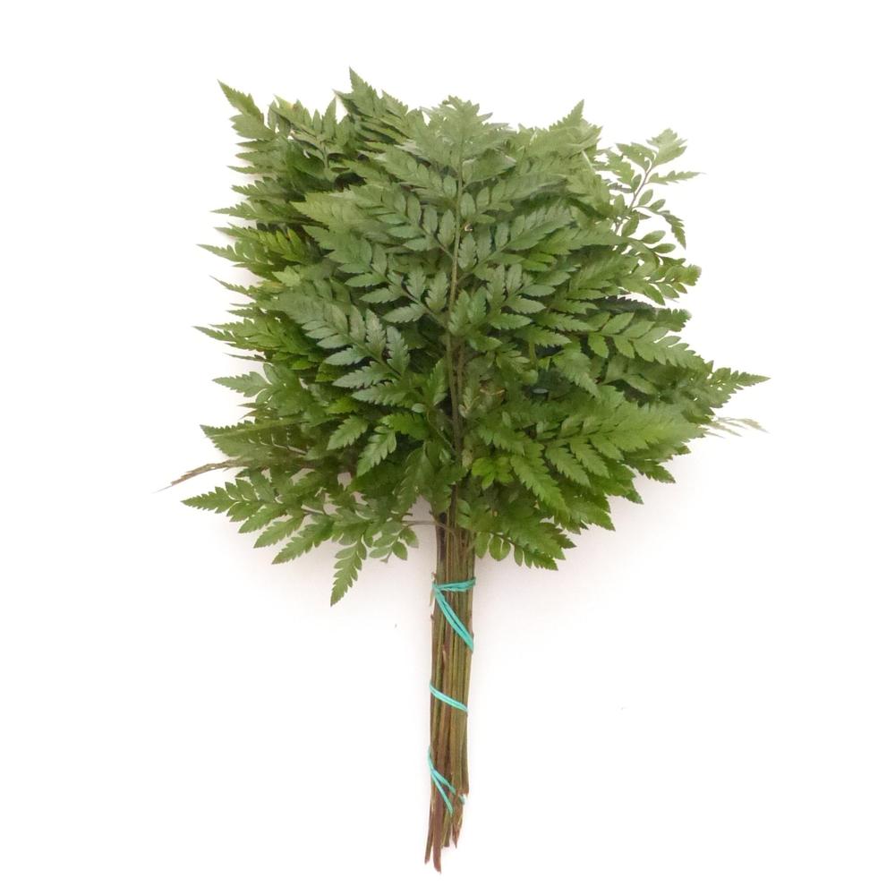 Zeleň - rumora mini primera DIRECT (esp) bal.