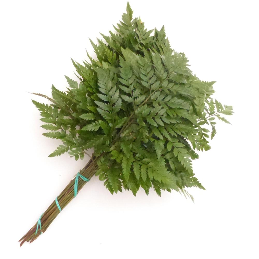 Zeleň - rumora mini primera DIRECT (esp) bal.