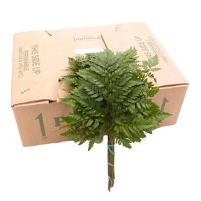 Zeleň - rumora mini primera DIRECT (esp) bal.