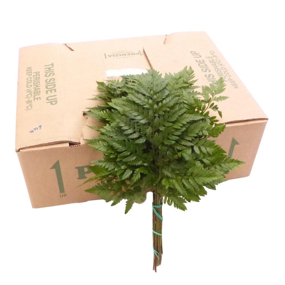 Zeleň - rumora mini primera DIRECT (esp) bal.