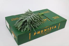 Zeleň - phlebodium 
