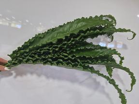 Zeleň - asplenium osaka svazek - ES
