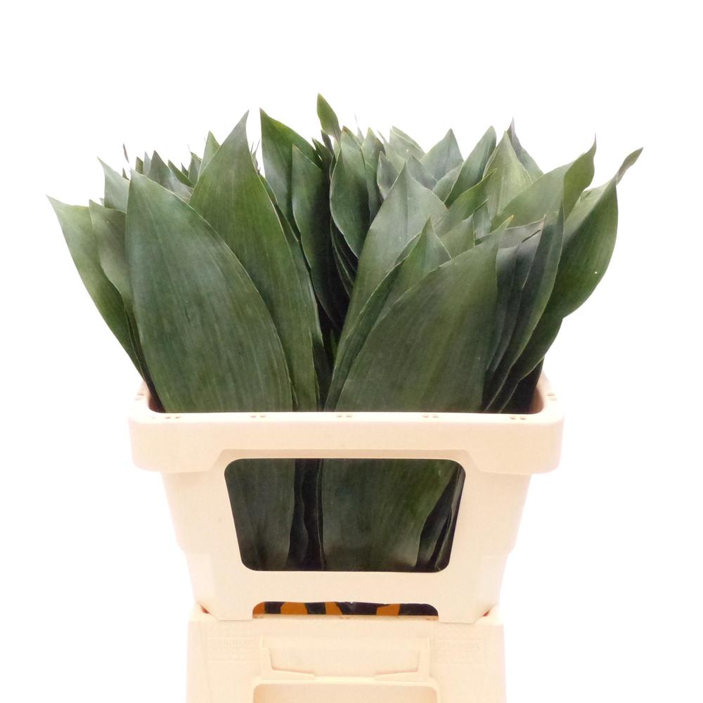 Zeleň - aspidistra střední DIRECT (esp) bal.